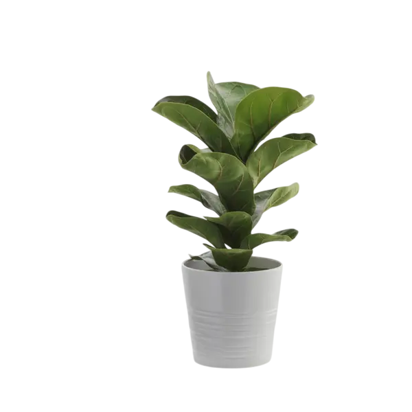 Fiddle Leaf Fig , Ficus Lyrata Bambino - Plant