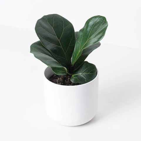 Fiddle Leaf Fig , Ficus Lyrata Bambino - Plant