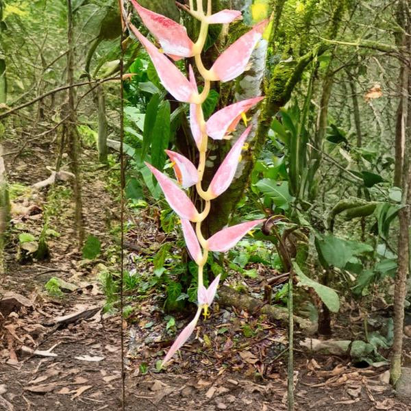 Heliconia penduloides Perfect Darling