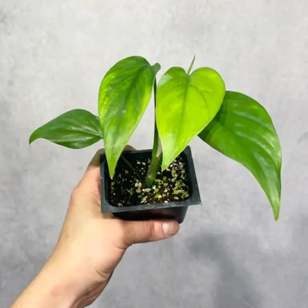 Monstera Rhaphidophora Pertusa - Without Fenestration