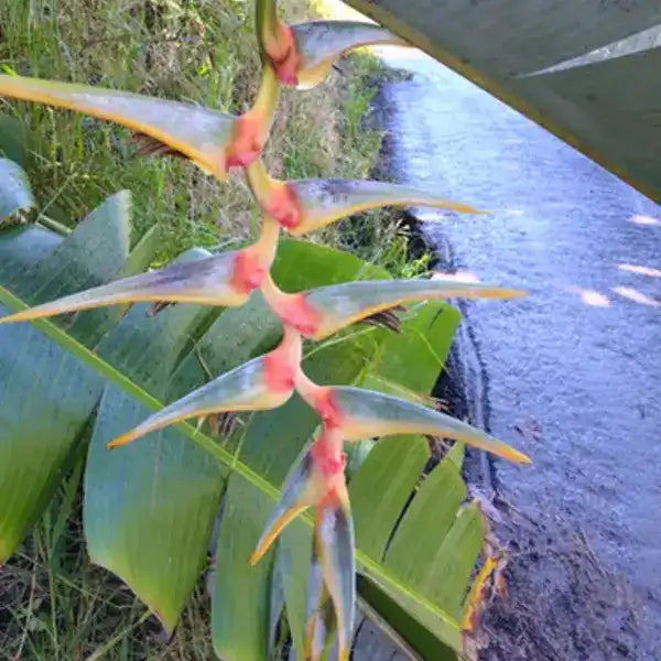Heliconia griggsiana