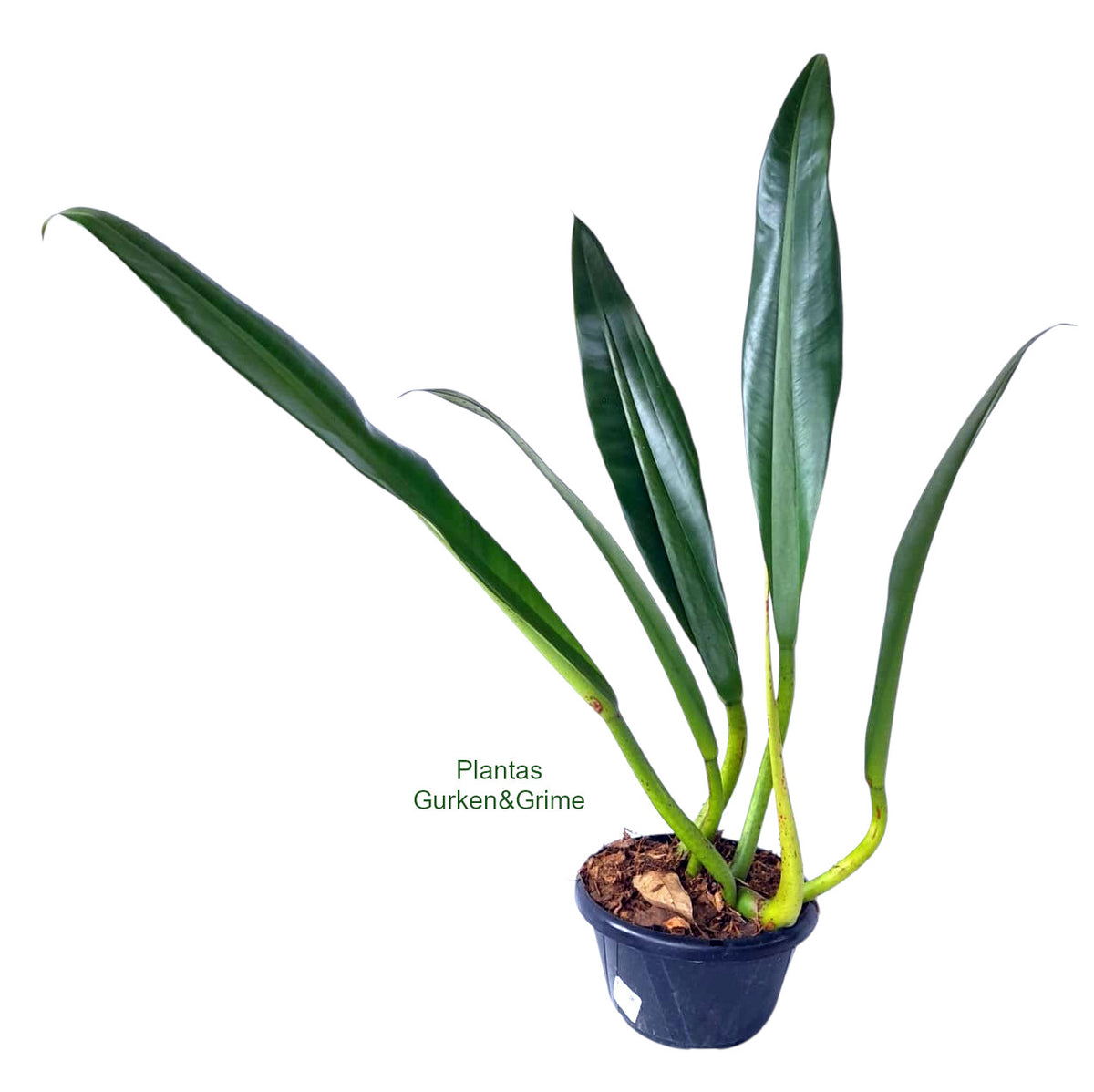 philodendron crassinervium for sale Philodendron Crassinervium – Foliages.in