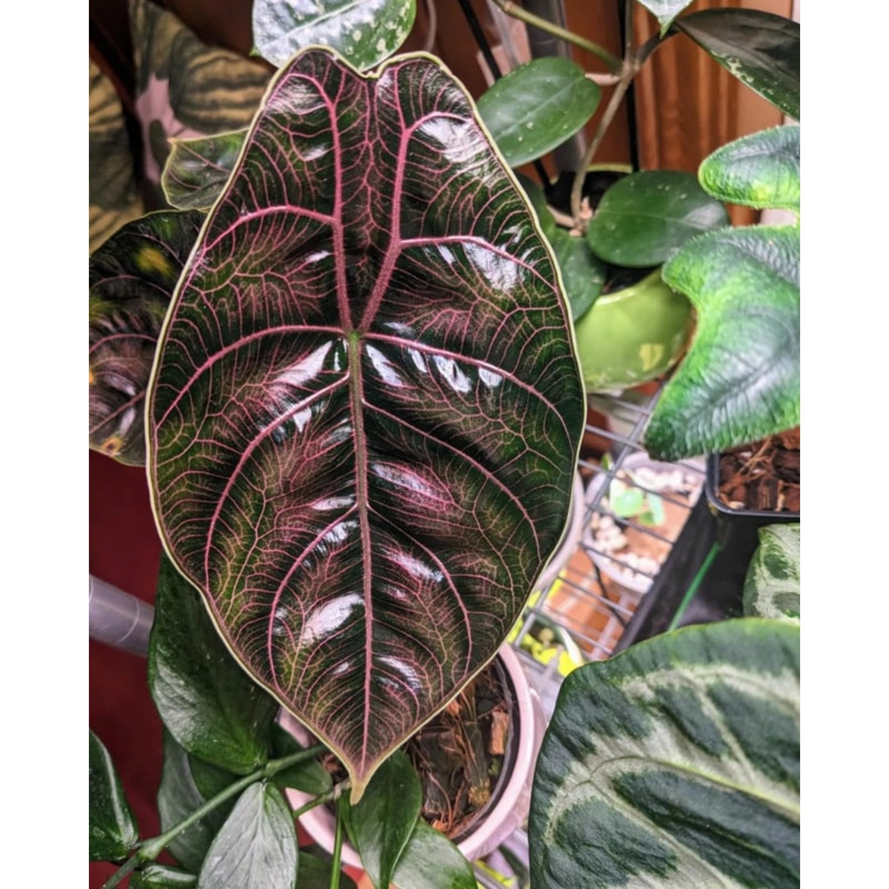 Alocasia Azlanii leaf details and texture – healthy indoor plant