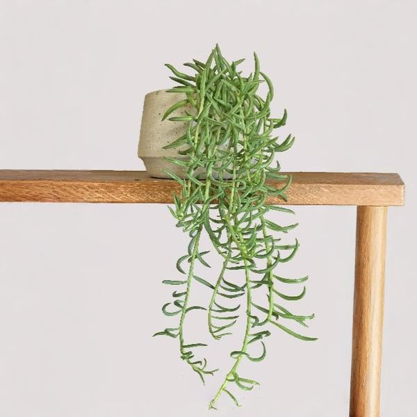 String OF Fish Hooks Plant