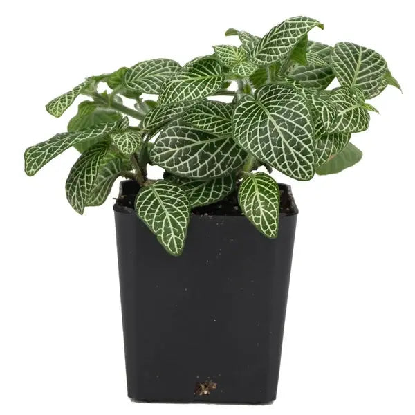 Fittonia albivenis 'Mini White' - Nerve Plant