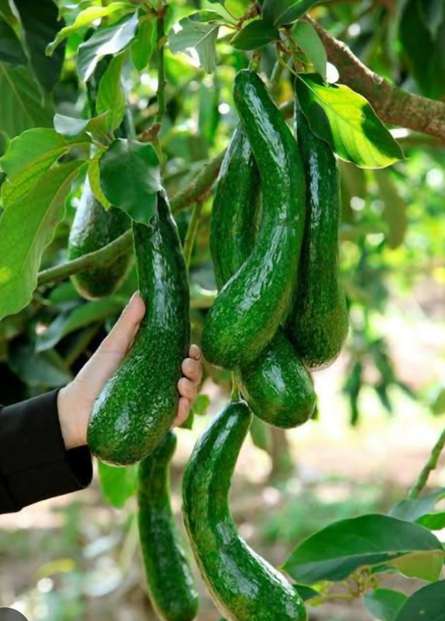 Russel Avocado – Premium Grafted - Keyfarm Wayanad