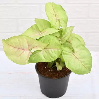 Syngonium Lemon, Cream allusion, Syngonium Cream (Pink veins)