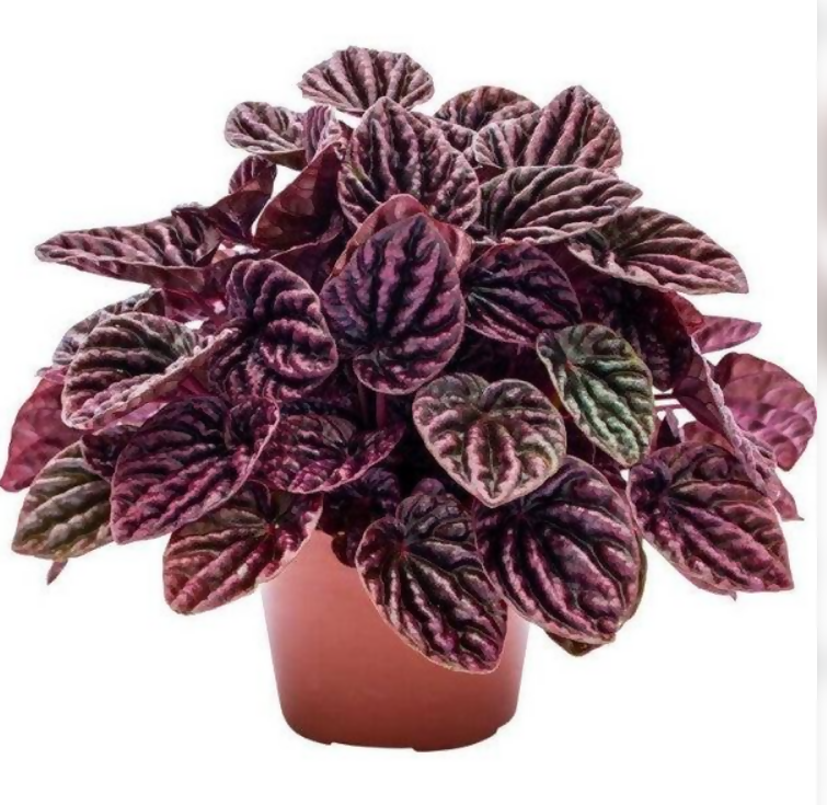 Peperomia ‘Red Luna’- Bushy plant-The Lush Flora