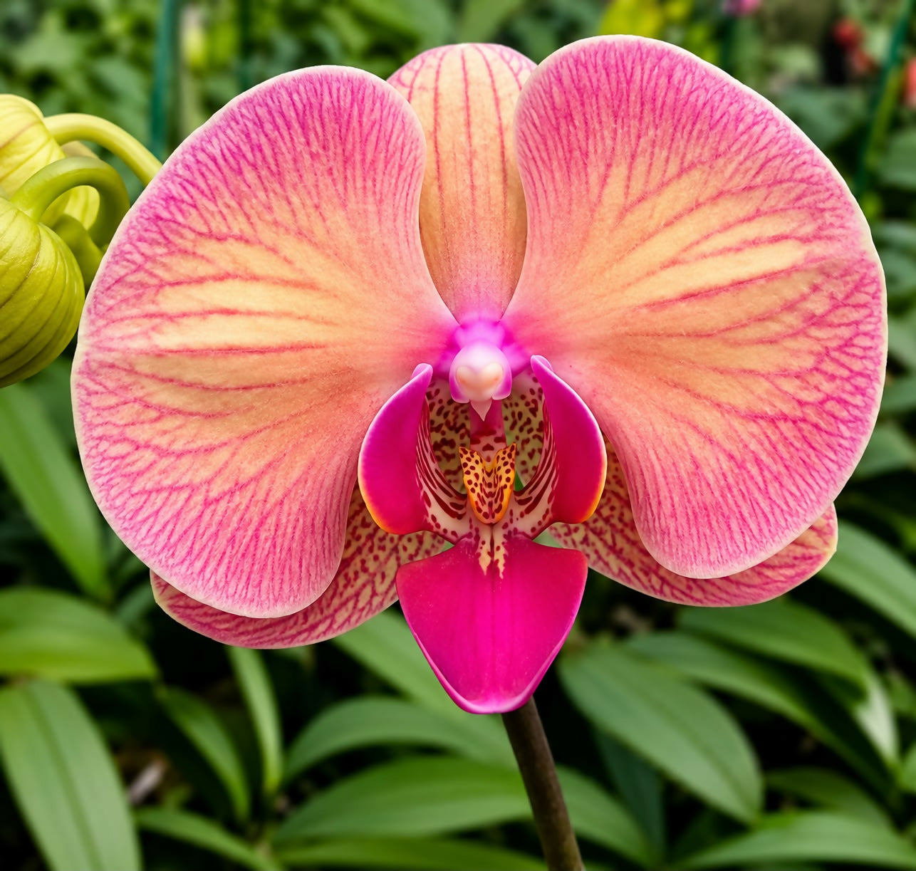 Phalaenopsis-70179