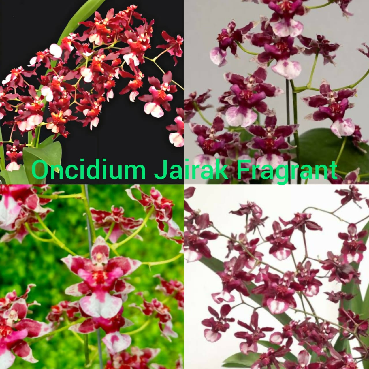 Oncidium Orchids Jairak Fragrant