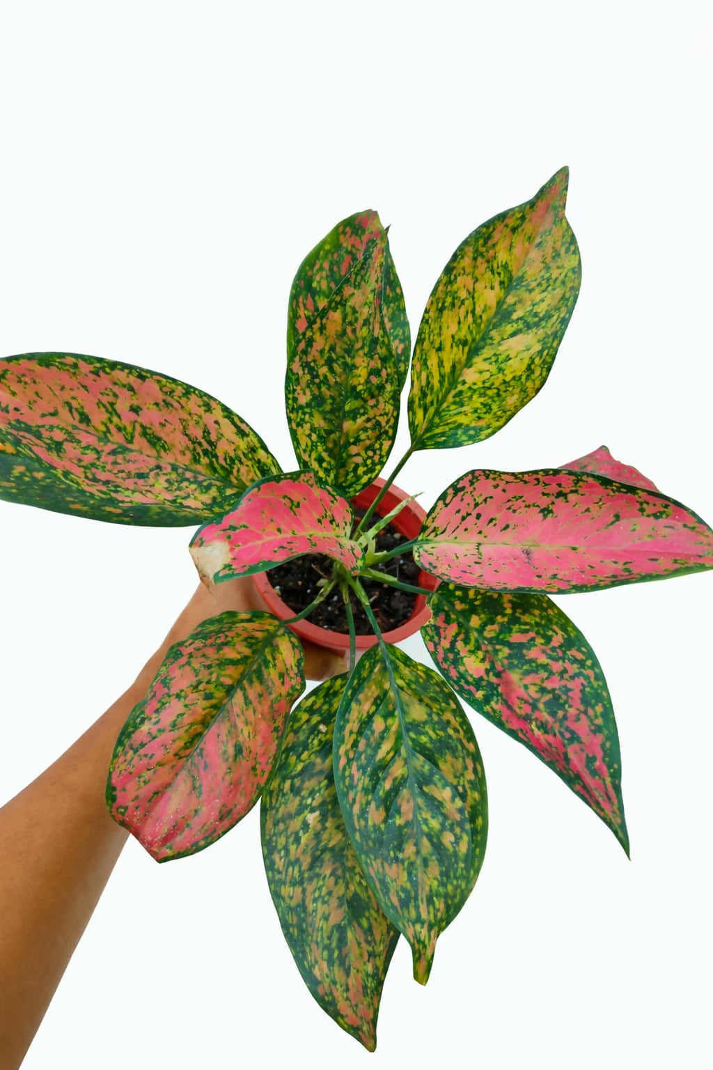 Aglaonema Green Rosy