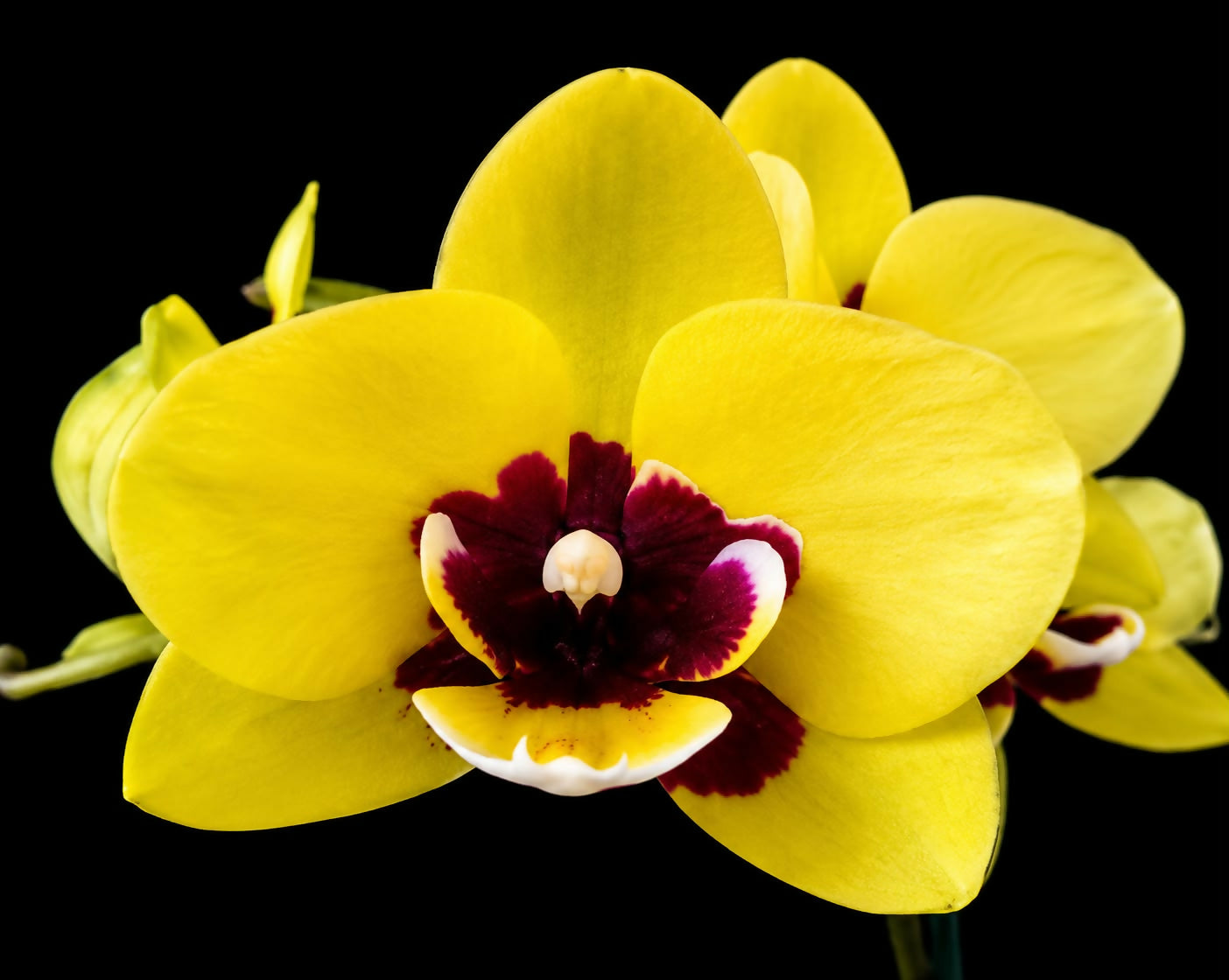 Phalaenopsis-191292