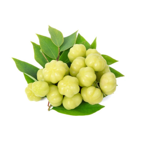 Phyllanthus Acidus, Ari Nellikka, Star Gooseberry