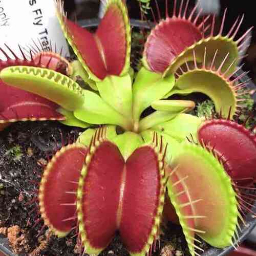Dionaea Muscipula Phalanx - Rare