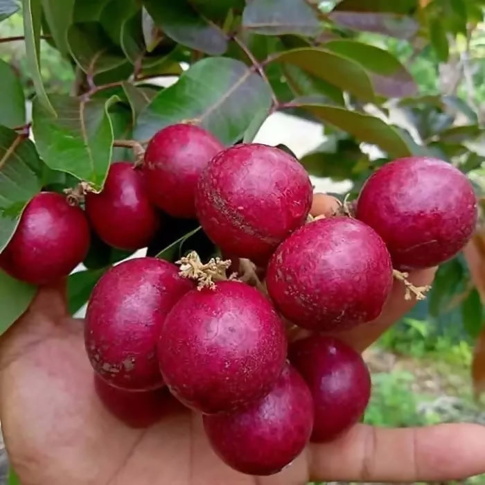 Ruby Longan Fruit Plant (Dimocarpus longan)
