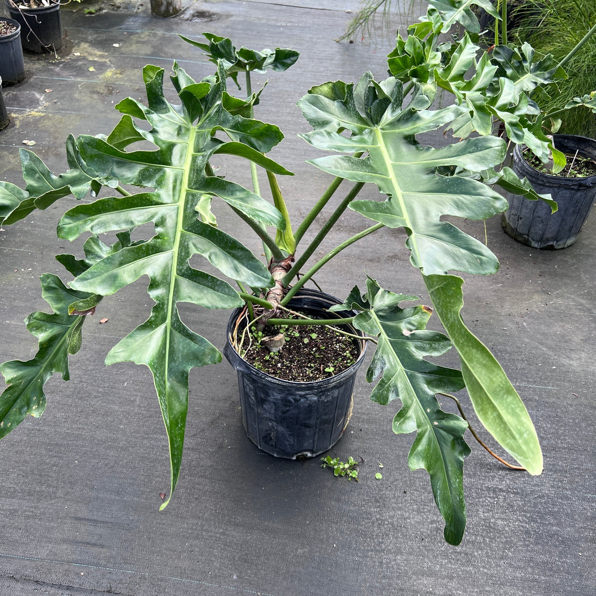 Philodendron Bob cee