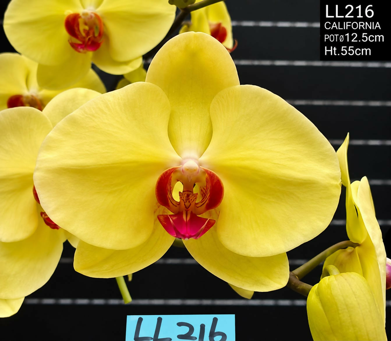 Phalaenopsis-5228