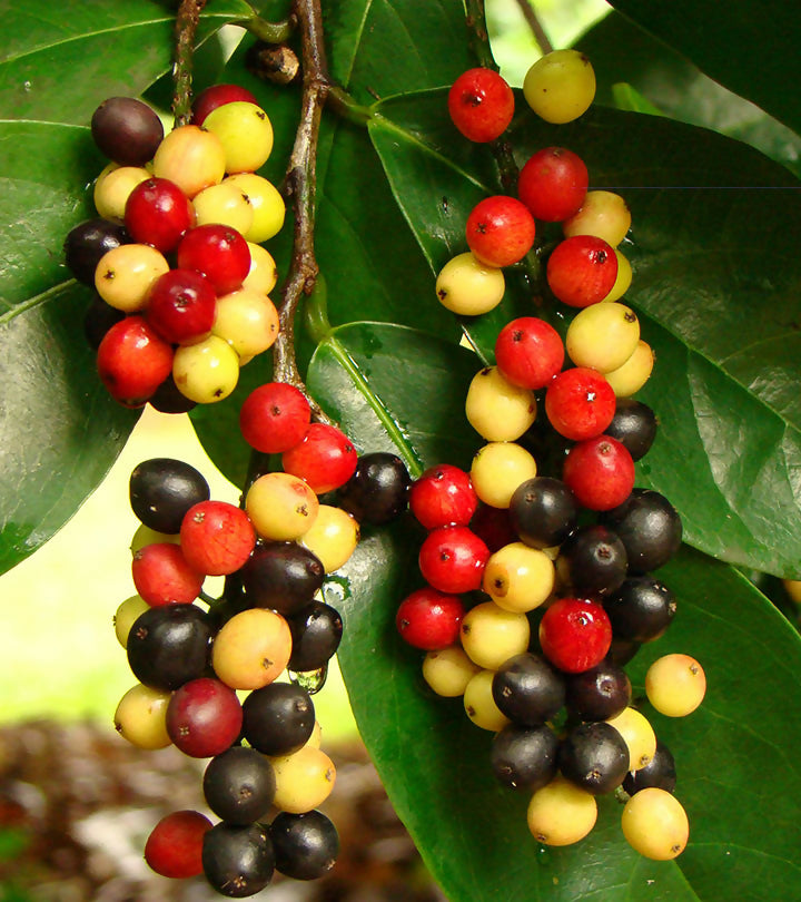 Bignay Fruit Plants (Antidesma Bunius)