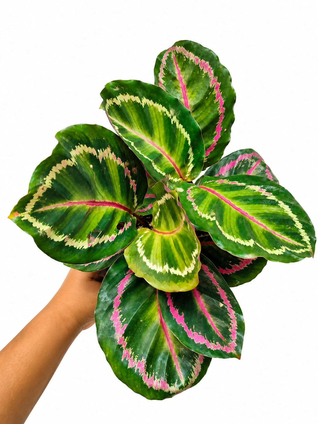 Calathea roseopicta Illustris -Bushy Rose-Painted Calathea- The Lush Flora