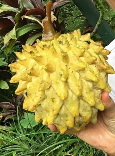 Rollinia Tropical Custard Apple Live – Live Grafted - Keyfarm Wayanad