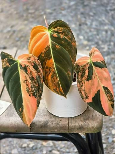 Philodendron Melanochrysum – Philodendron melanochrysum – Variegated Collector Plant – 6-inch Nursery Pot – Foliages India