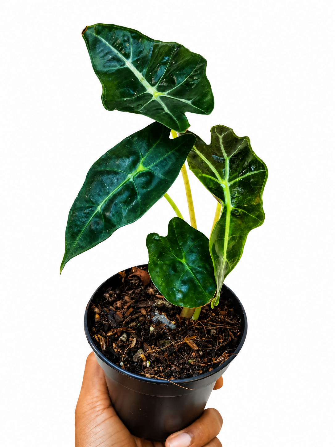 Alocasia Amazonica