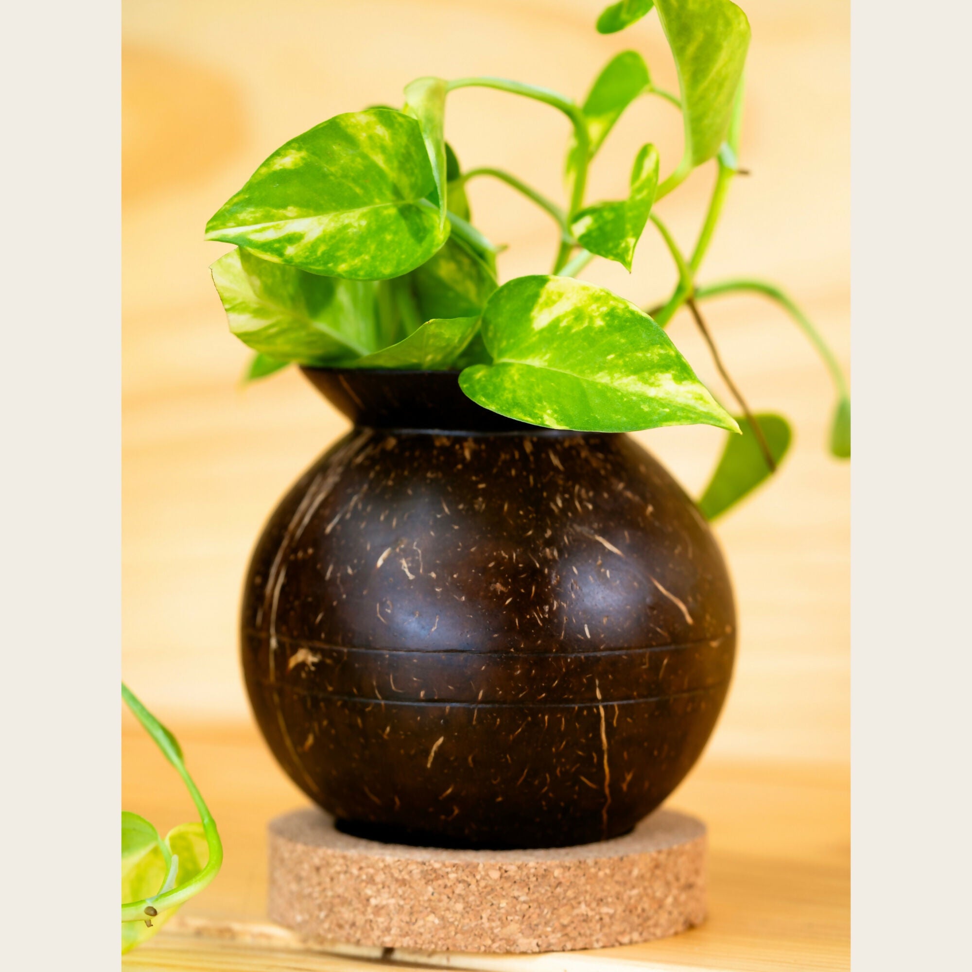 Thenga Coconut Shell Pot Shaped Planter Pots | Ideal for Succulents, Small Cacti, Herbs and Small Plants (Set of 1)