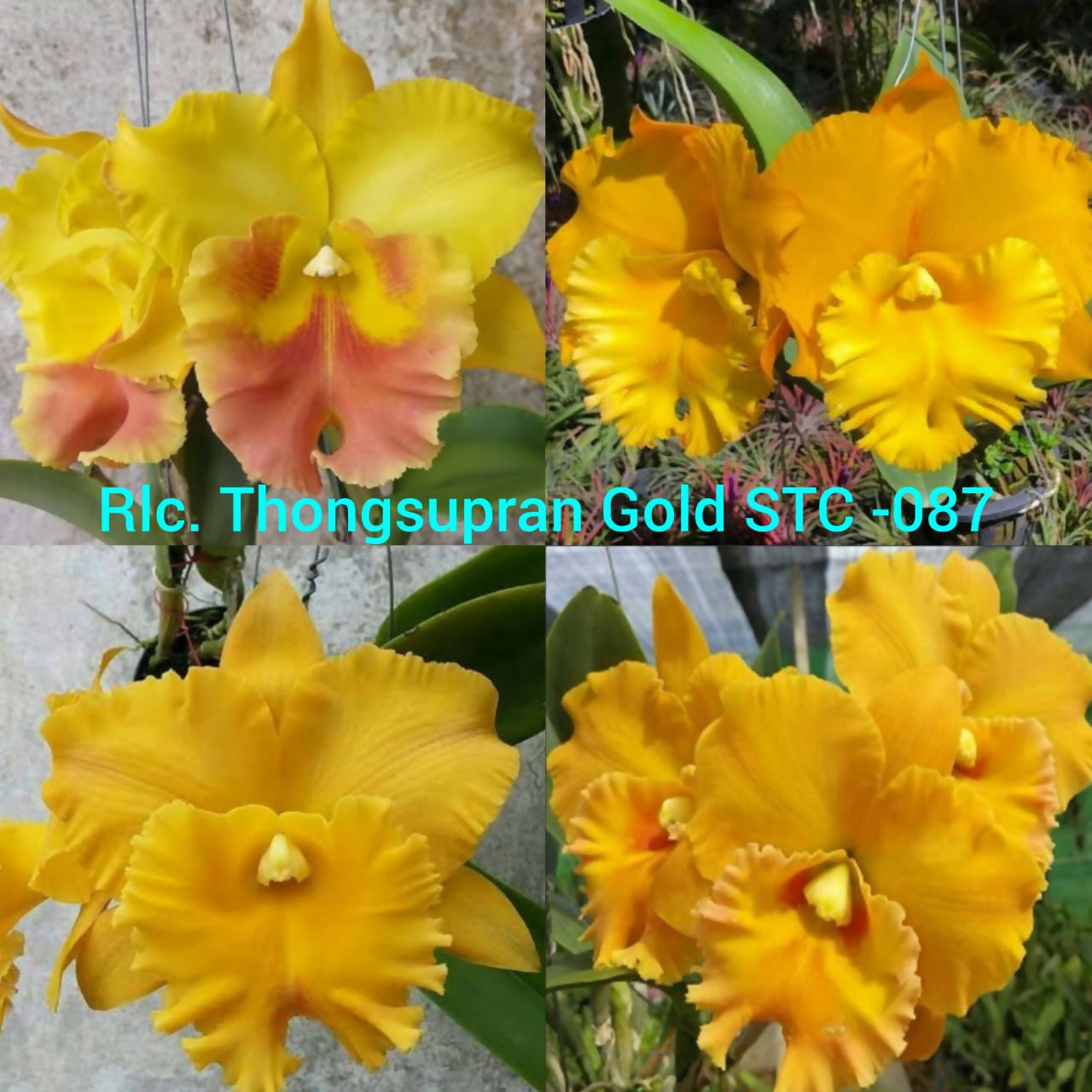 Cattleya Rlc. Thongspuran Gold STC -087- Blooming size