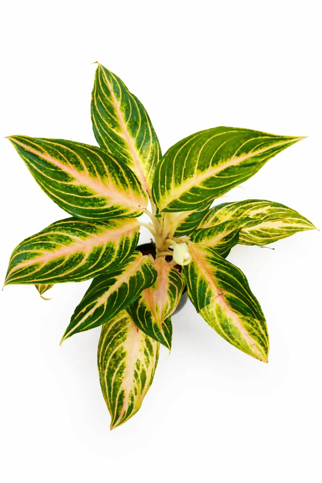 Aglaonema Peach Panama