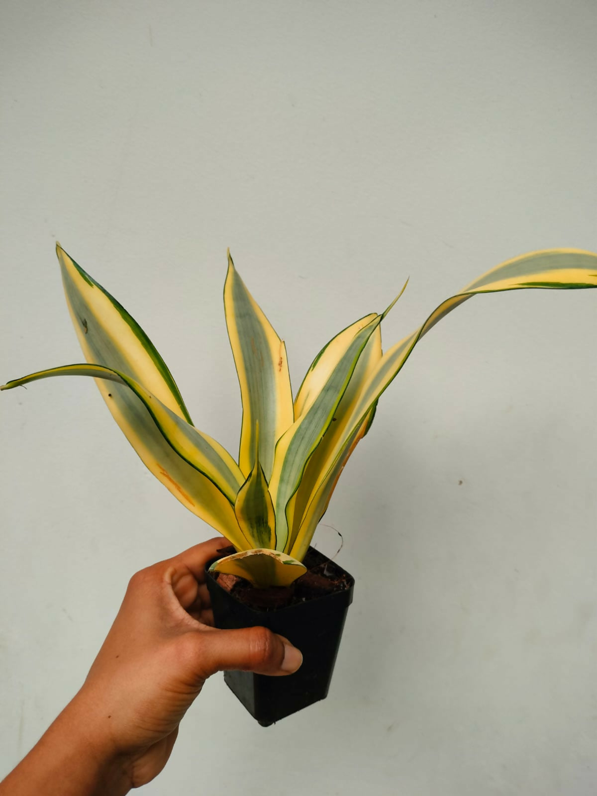 Sansevieria Ghost
