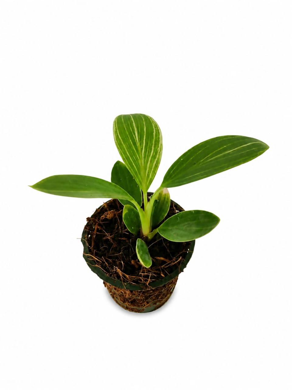 Philodendron 'Dwarf Yellow Birkin'