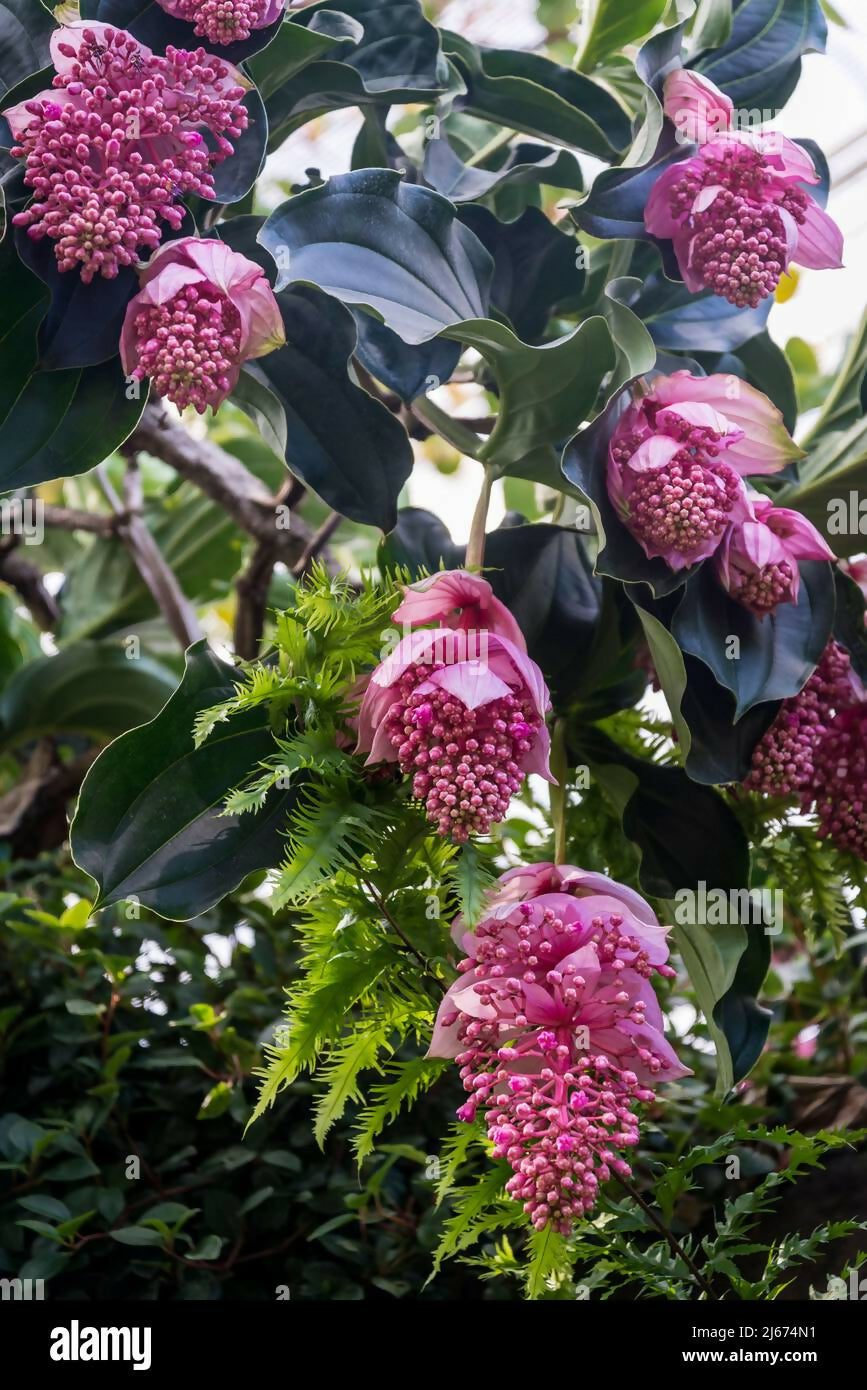 Medinilla Magnifica/ Showy Medinilla/ Rose Grape
