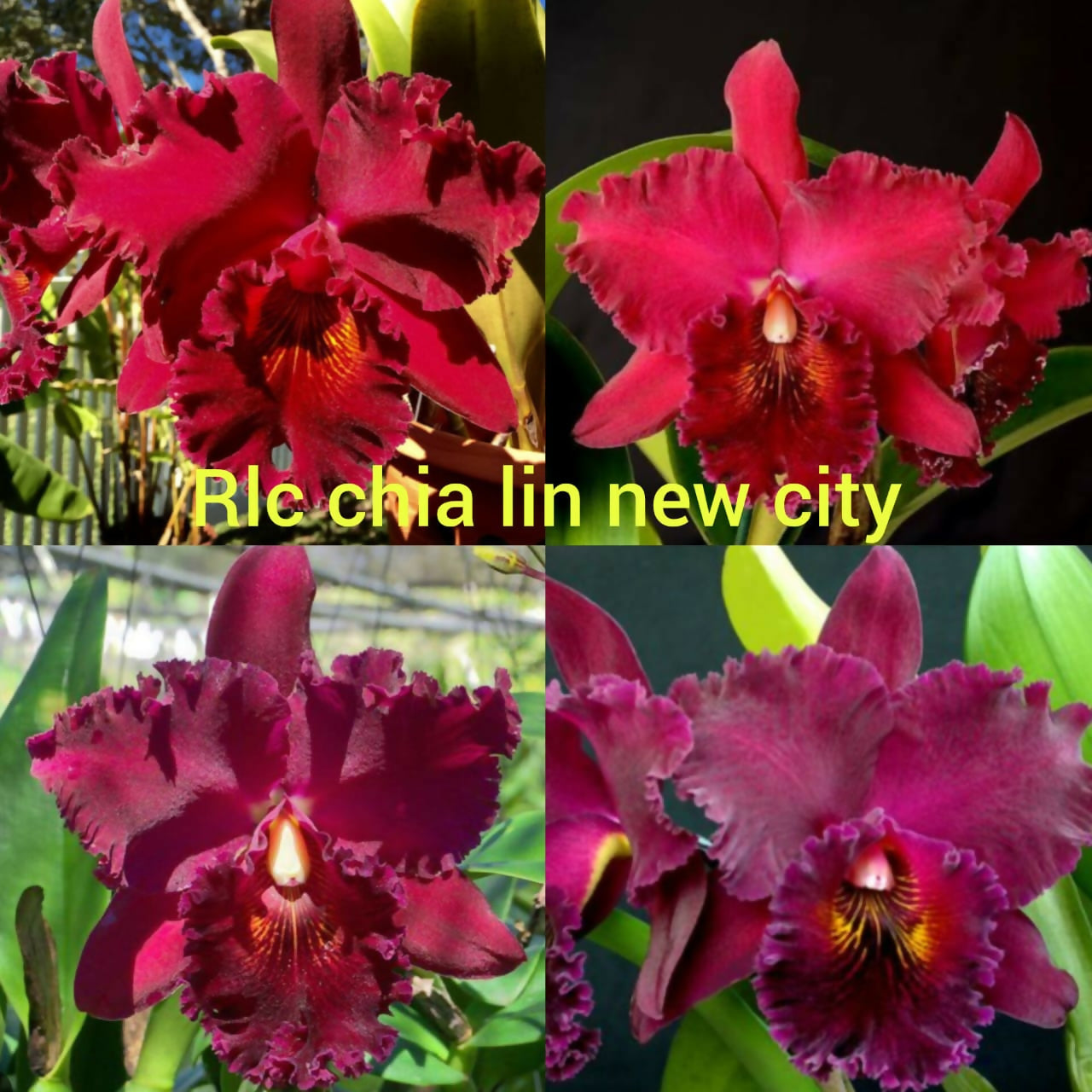 Cattleya Rlc Chia Lin New City- Blooming size