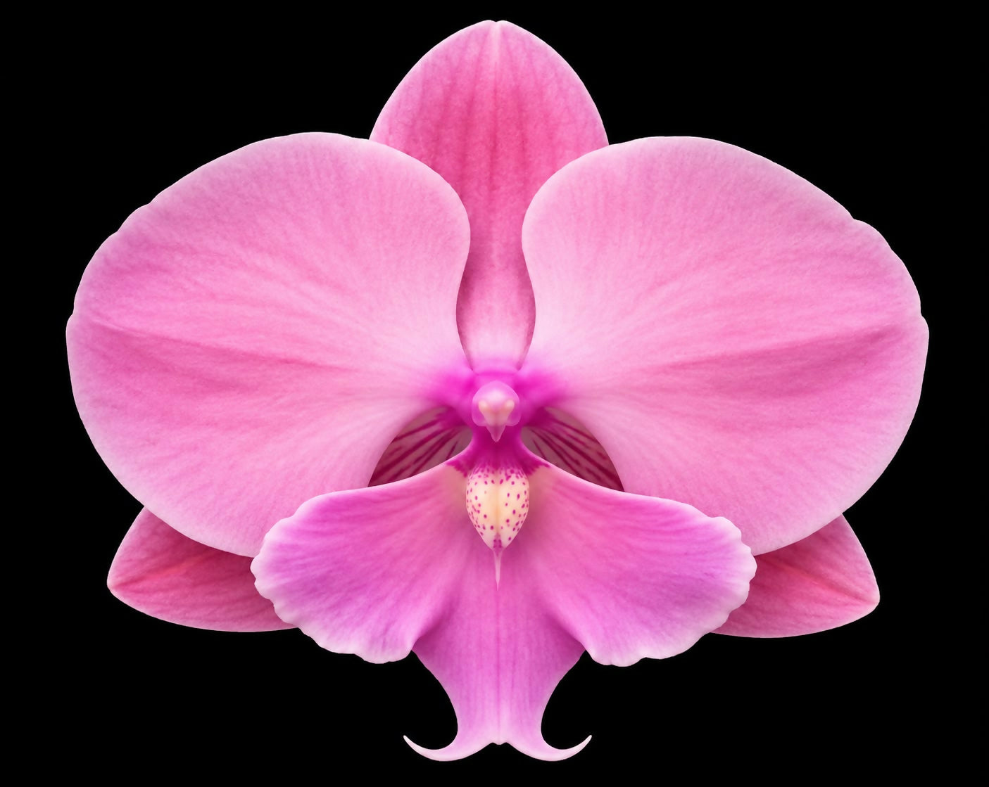 Phalaenopsis-4331110