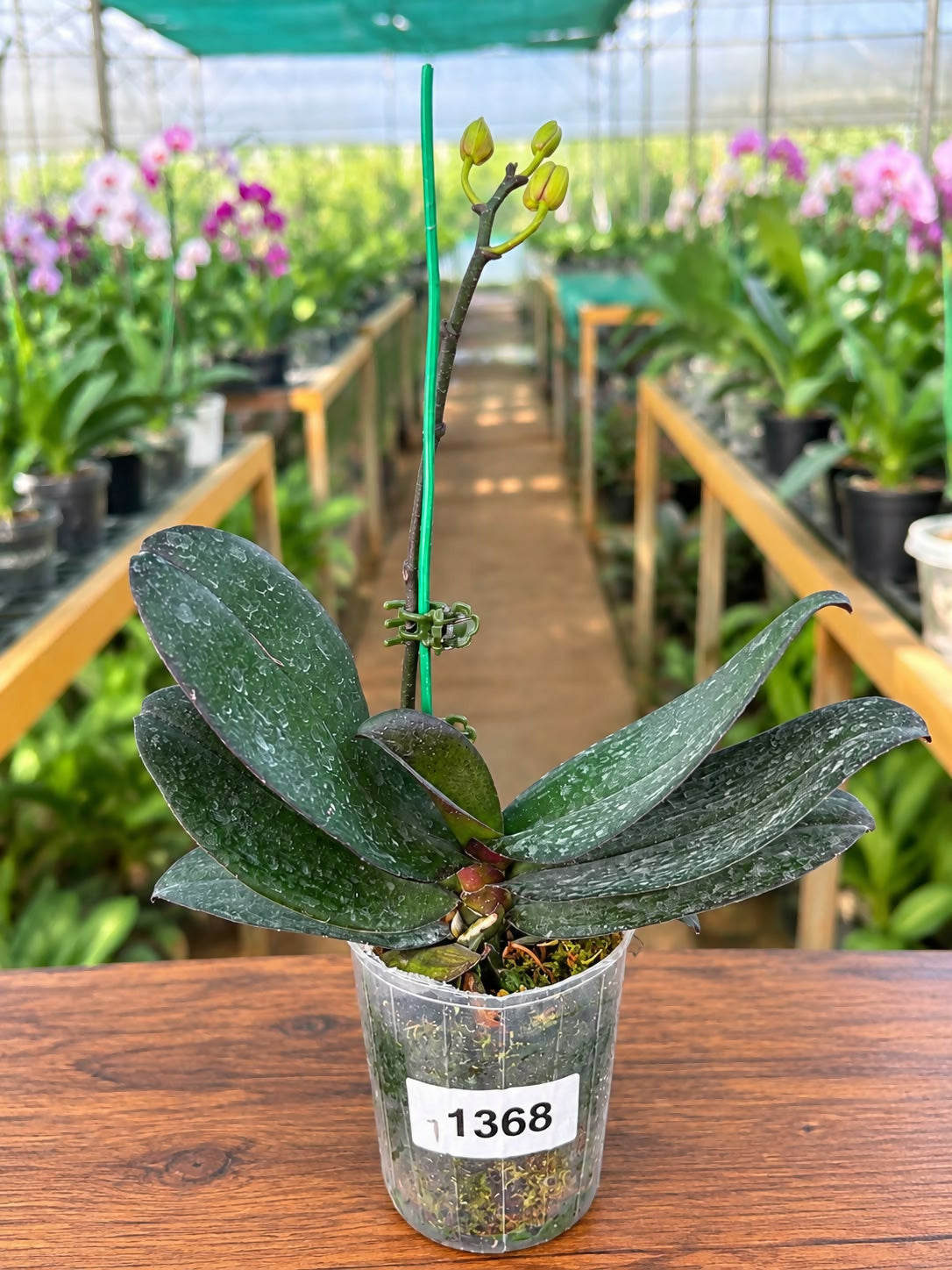 Phalaenopsis-1368