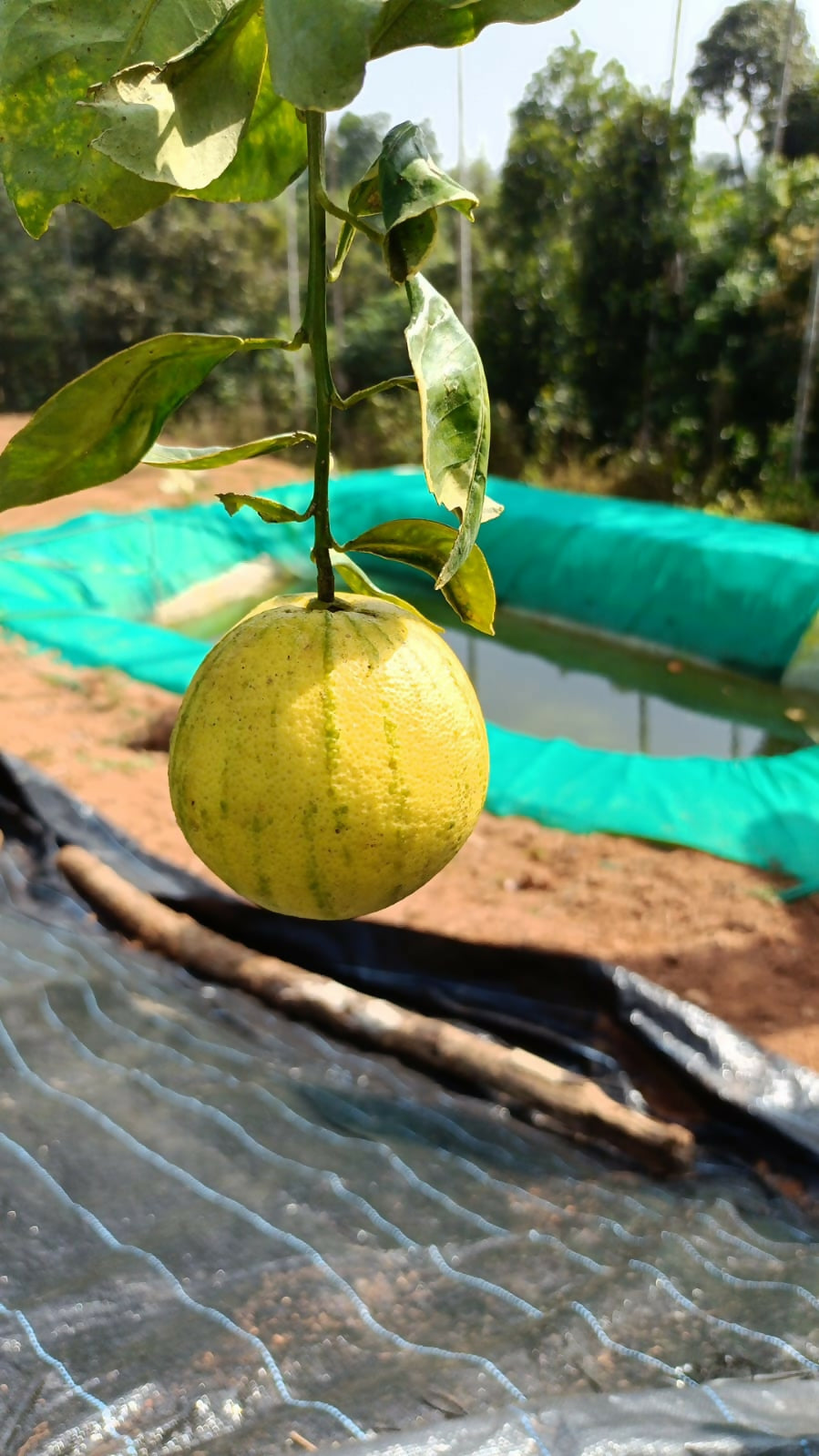 Variegated Mosambi Live Grafted – Live Grafted - Keyfarm Wayanad