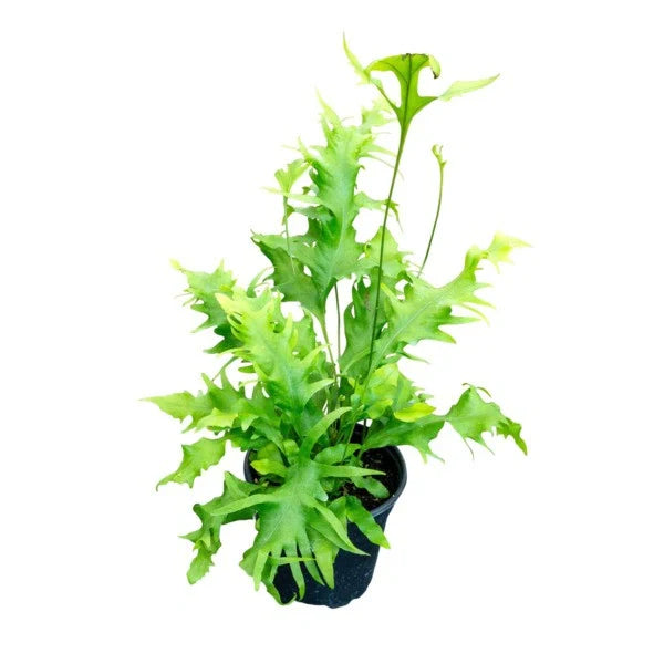 Hawaiian Sunshine Fern (Phymatosorus scolopendria)