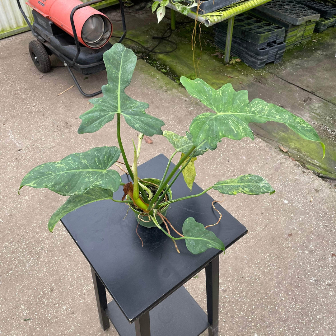 Philodendron lime Fiddle