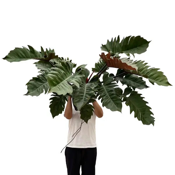 Philodendron Pluto Plant - Rare