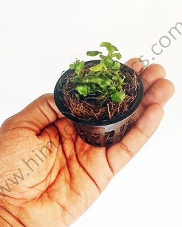 Anubias Nana 'Petite' (small sized plant pot /single plant)