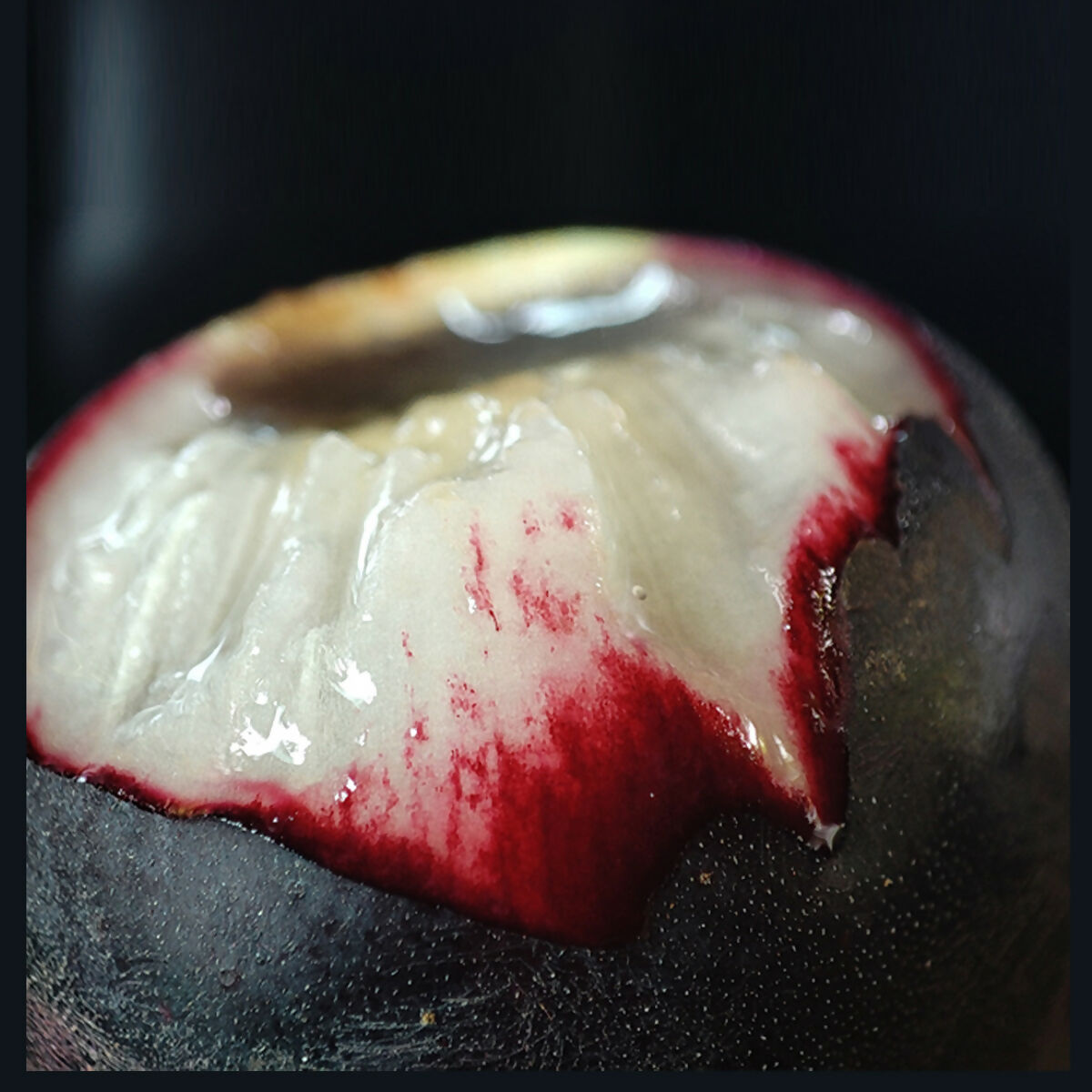 Amazon Tree Grape Fruit Plants (Pourouma Cecropiifolia)