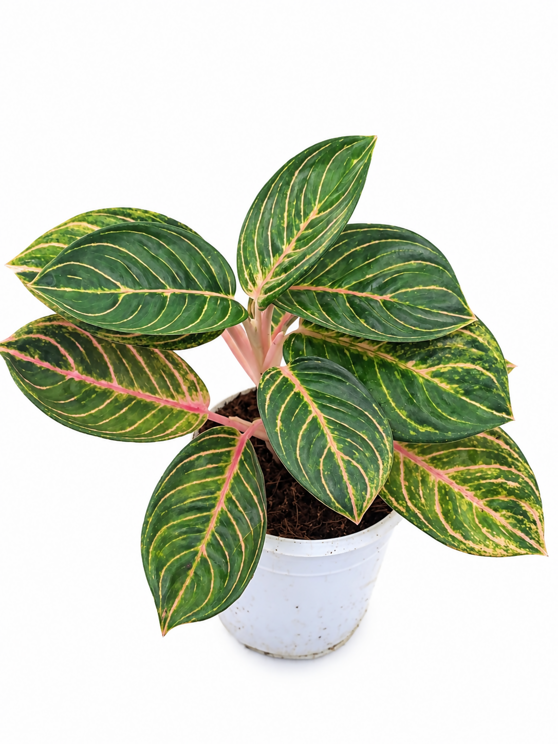 Aglaonema amber permata