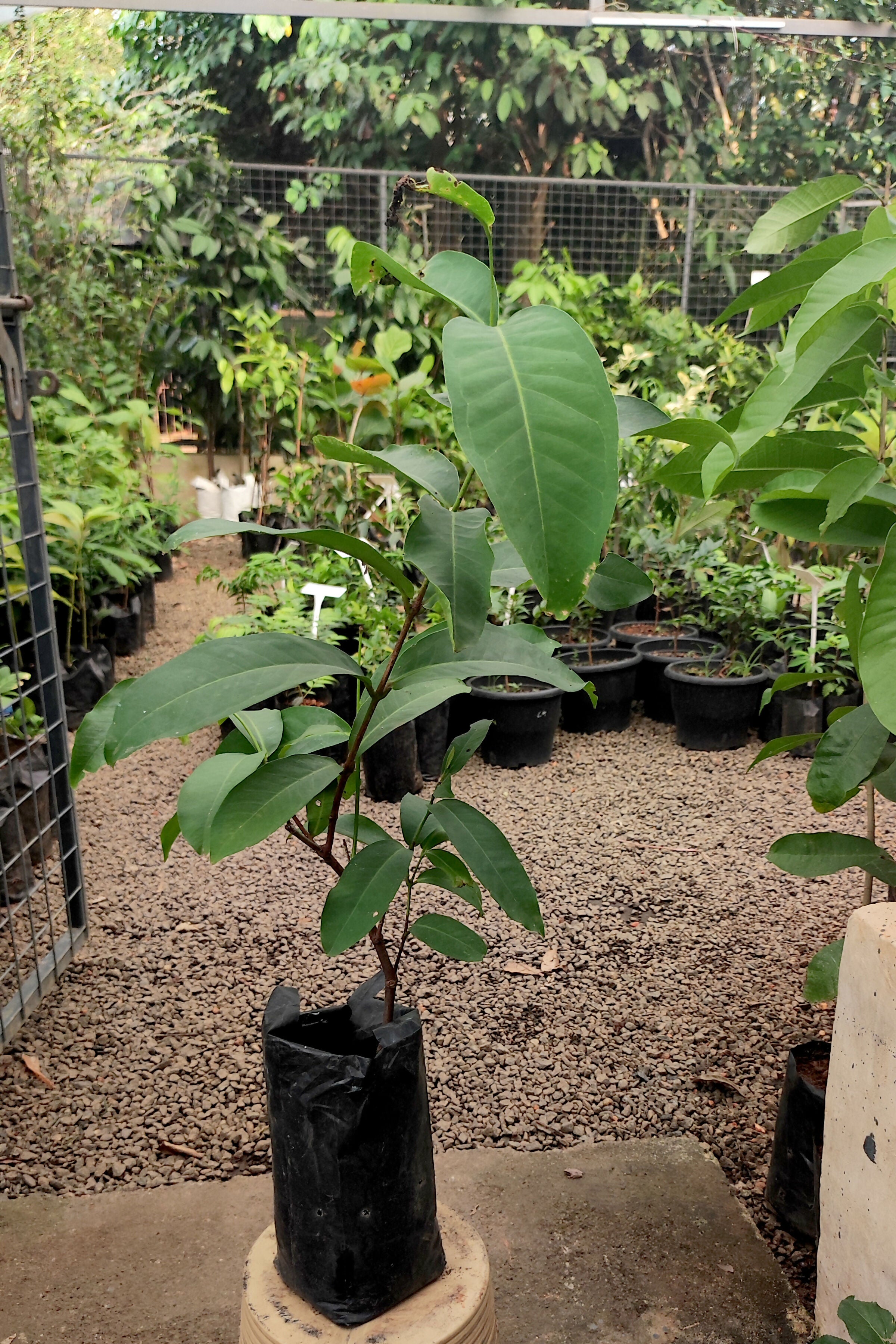 Bell Chamba Live Plants (Syzygium samarangense)