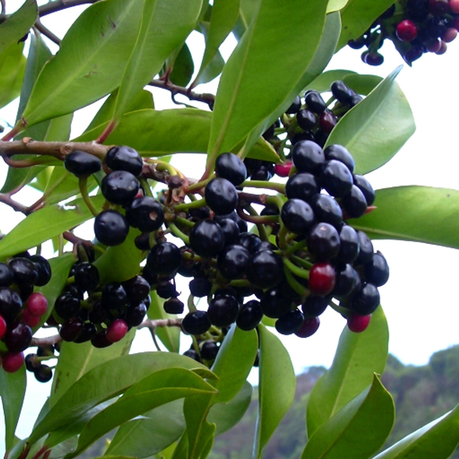 Coralberry Fruit Plants (Ardisia Elliptica)