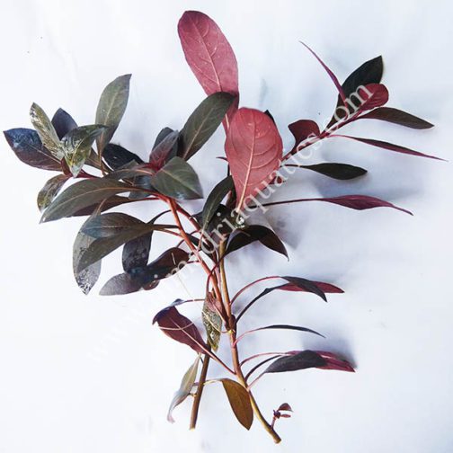Ludwigia Perennis/ Glandulosa (6 Stem Cuttings)