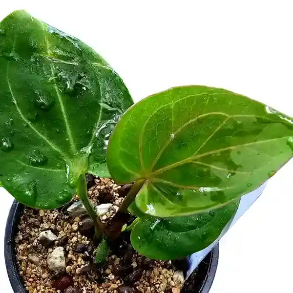 anthurium in nagaland Anthurium King Of Spades Golden – Foliages.in