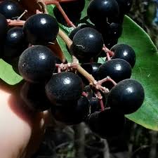Gondoberry Plant - Unique Edible Berry Bush - Fruit