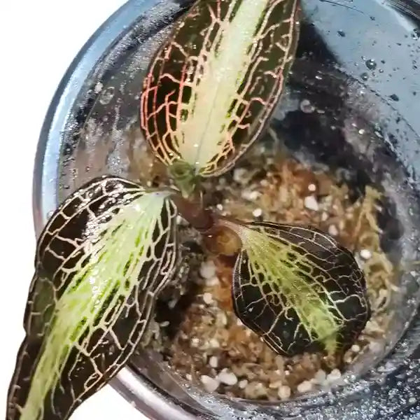 Goodyera Pusilla