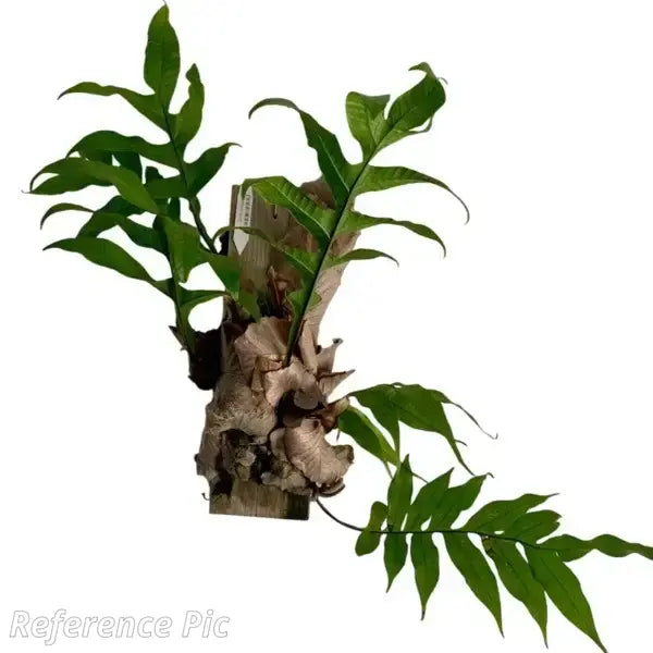 Oakleaf Fern, Aglaomorpha Drynaria Quercifolia