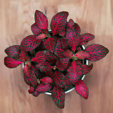 Fittonia red (4 inch pot)